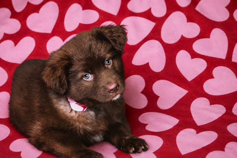 Heart Of Rescue Bandana