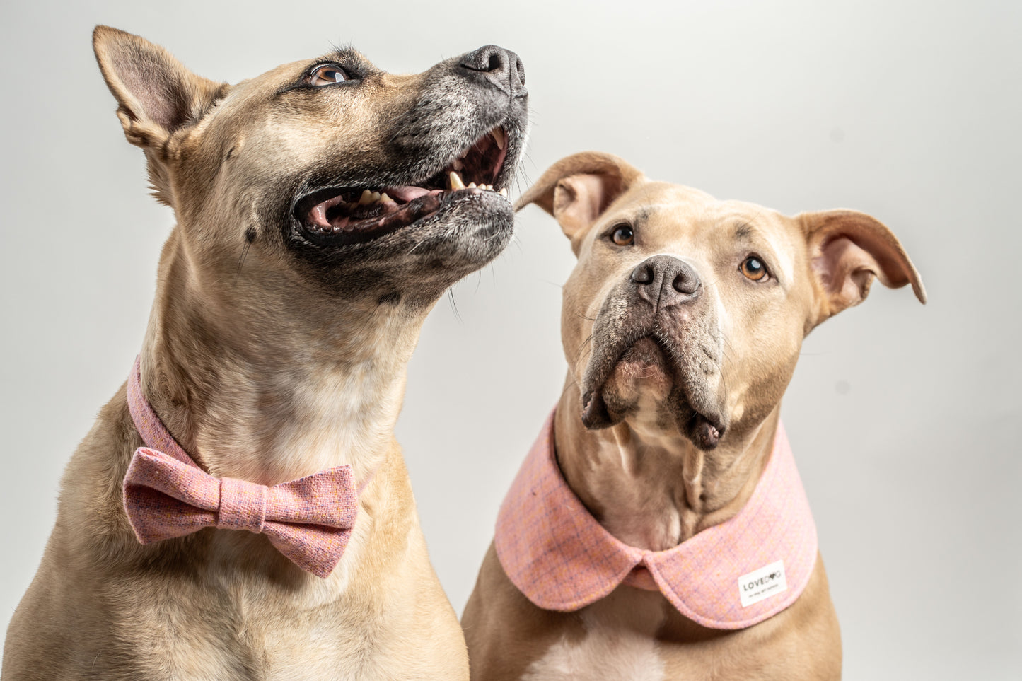 Chanel-Inspired Pink Dog Dad Bowtie