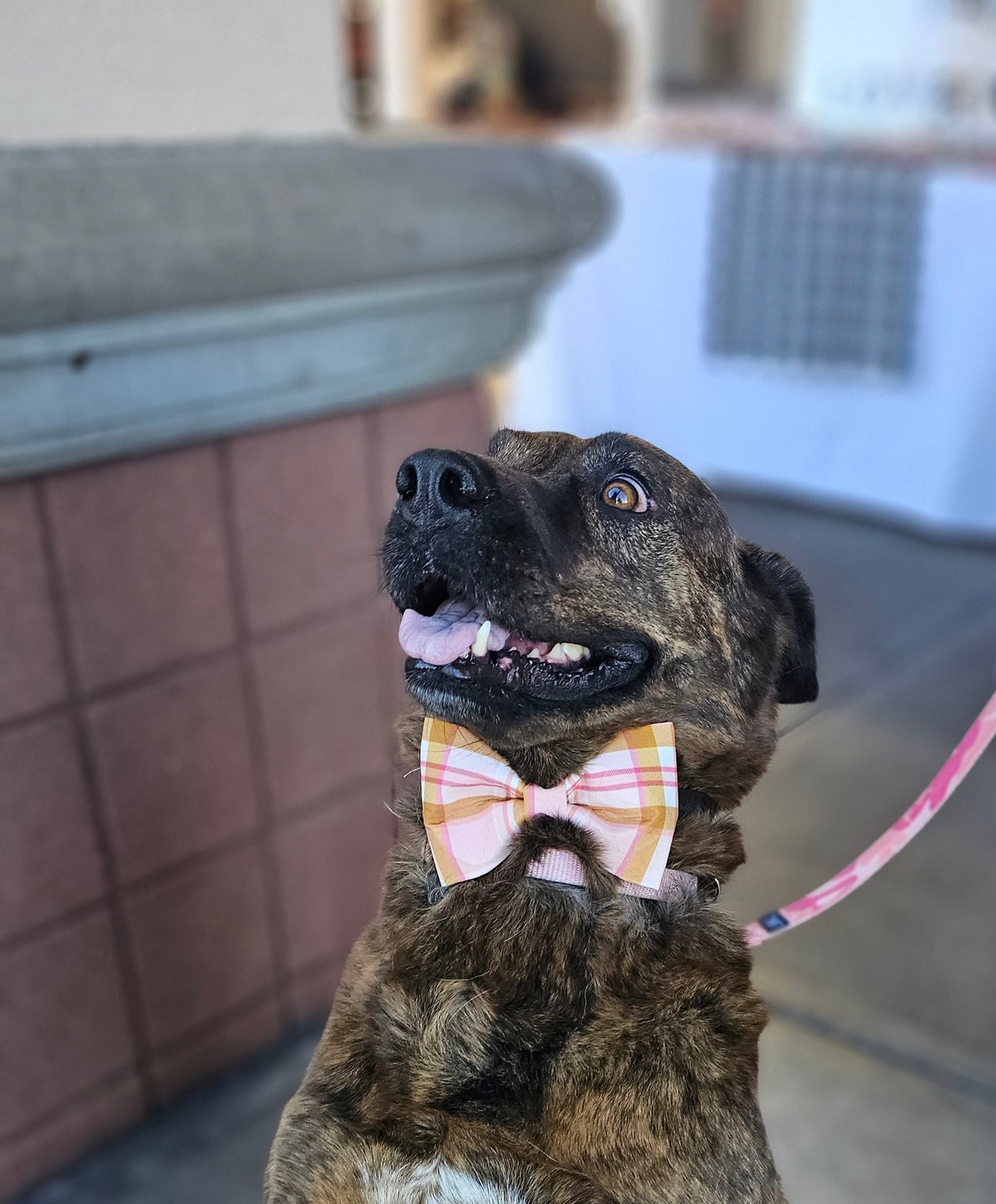 Fat pink & gold checker