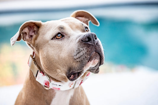 LOVEDOG Pink Peony - Wide Luxe Dog Collar
