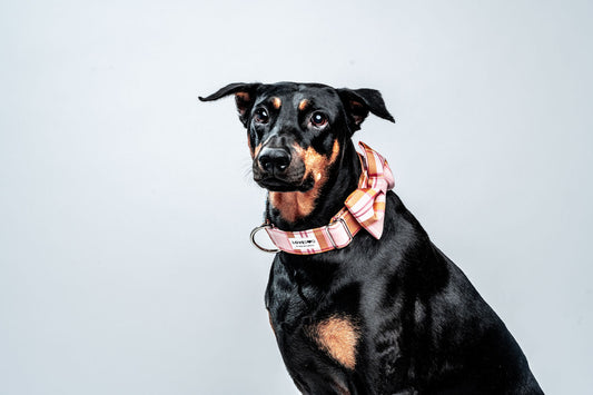 LOVEDOG Pink & Gold Wide Luxe Dog Collar – Luxe & Elegant