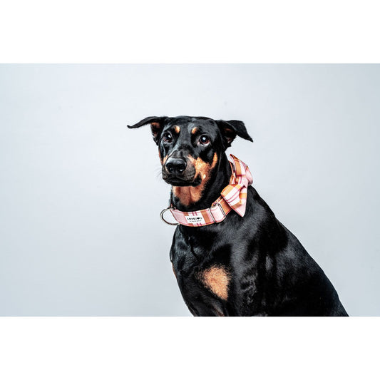 LOVEDOG Pink & Gold Wide Luxe Dog Collar – Luxe & Elegant