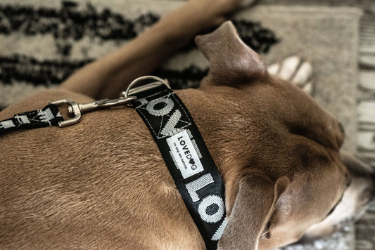 Luxury Handmade "Love" Dog Collar & Leash set