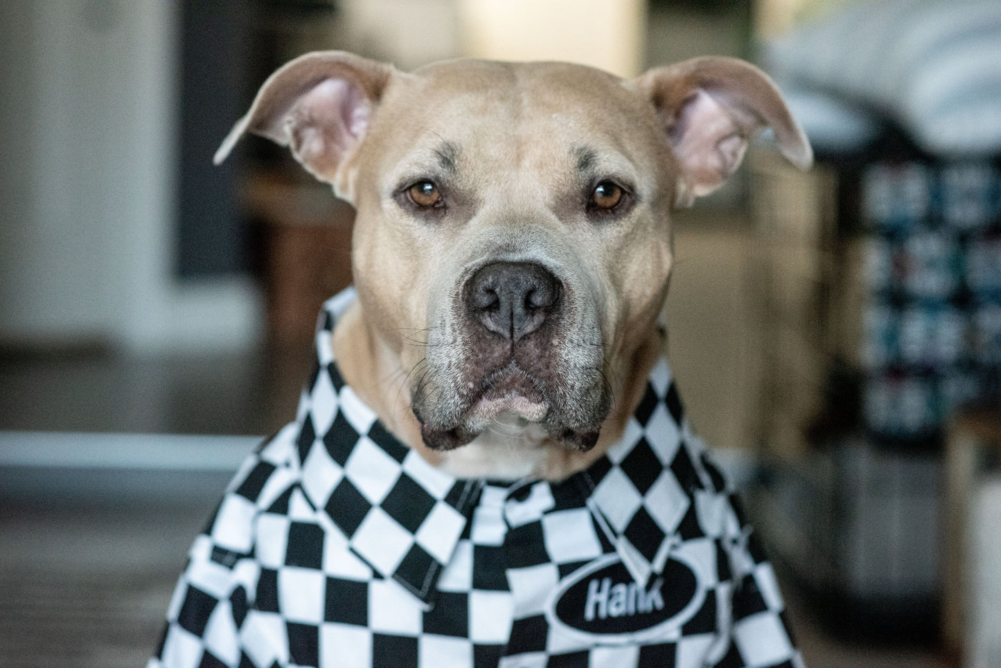 Matching Bowling Shirts for dogs and their people
