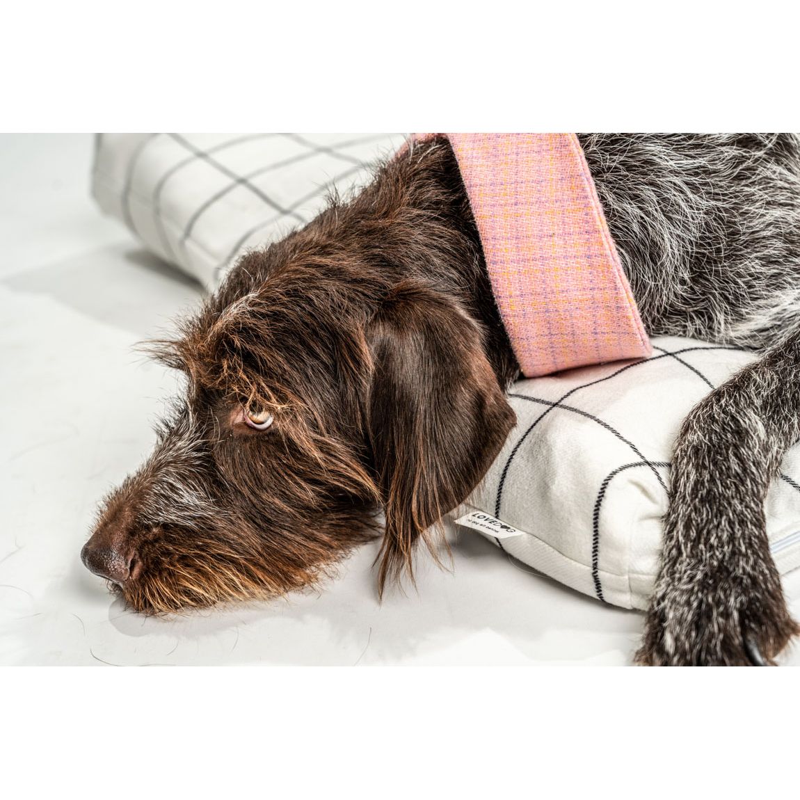 Chanel-Inspired Pink Peter Pan Dog Collar