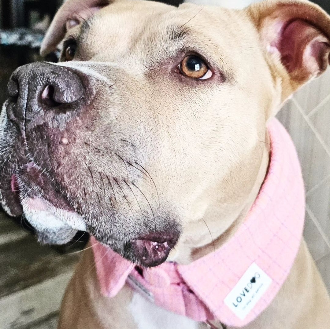 Chanel-Inspired Pink Peter Pan Dog Collar