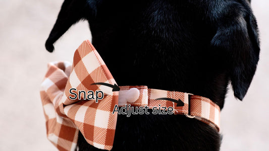 Nutmeg & Cream SnapBow Boy Collar