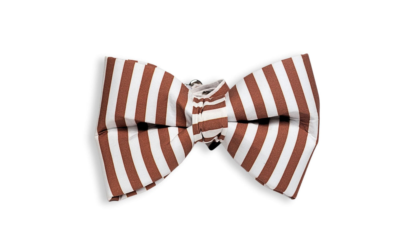 Boy SnapBow Collar in nutmeg & Cream