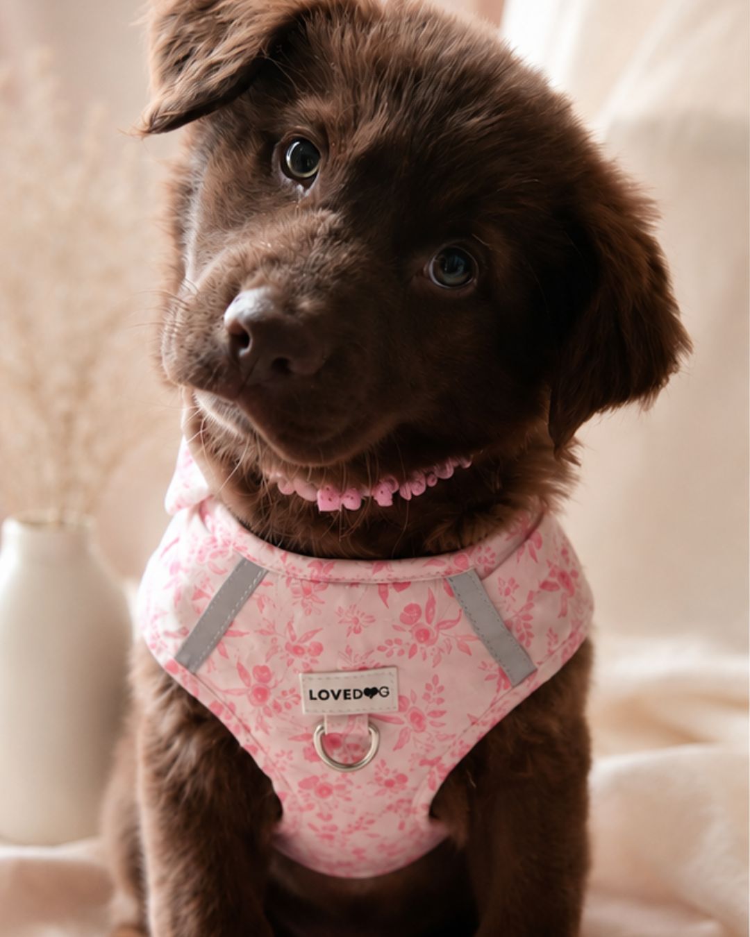Welcome to the Puppy Journal