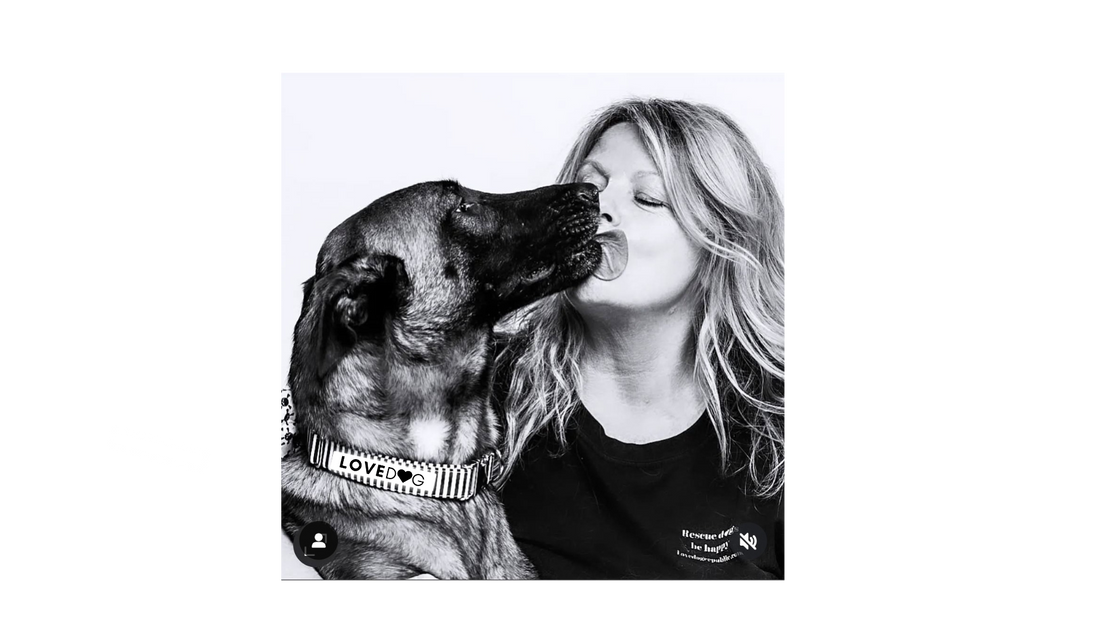 How To Choose A Luxury Dog Collar