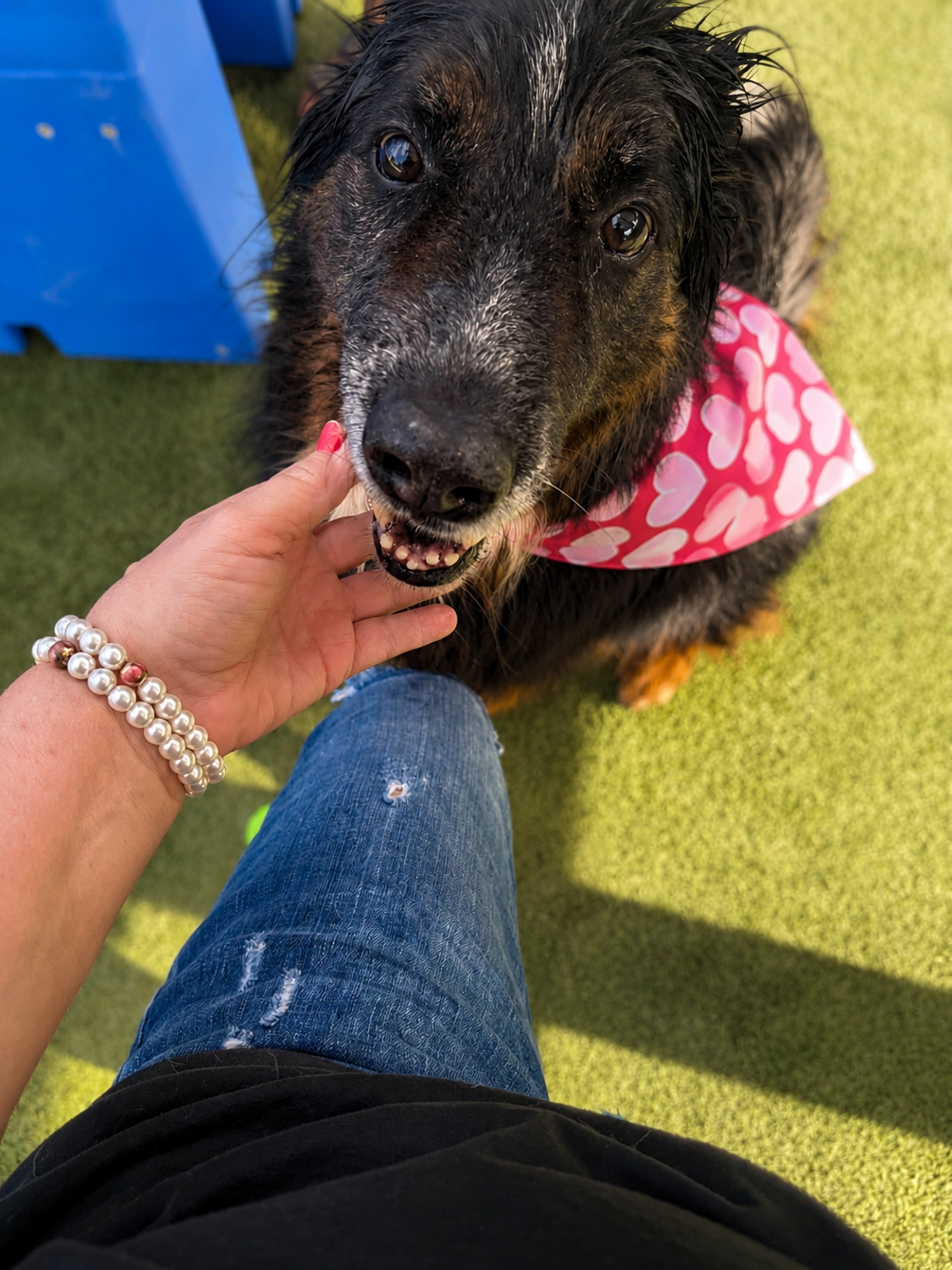 Heart Of Rescue Bandana