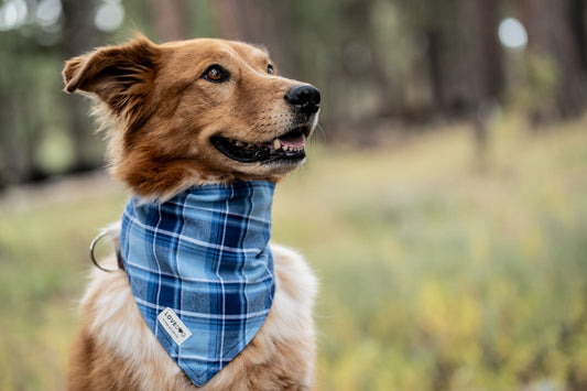 Bandanas