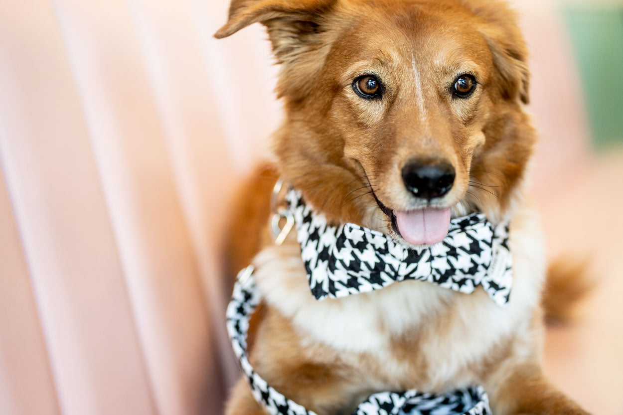 LOVEDOG Vintage B&W Houndstooth Wide Luxe Dog Collar – Chanel-Inspired Chic