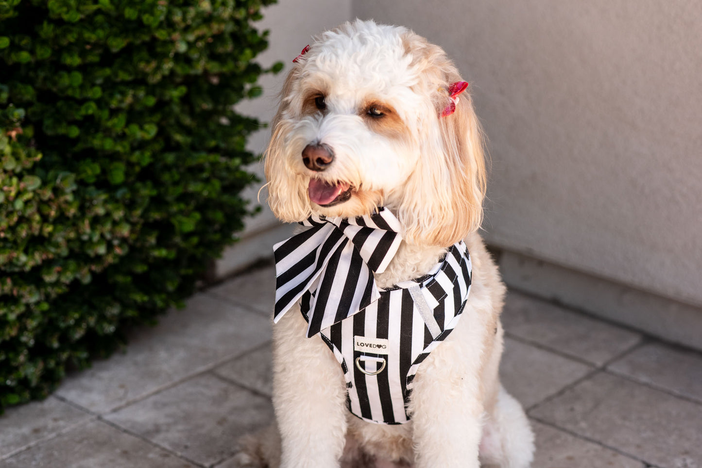 The Signature Classic Dog Harness