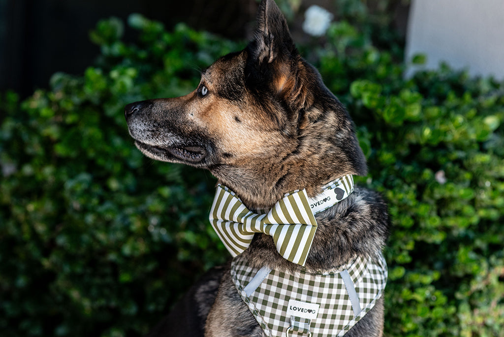 The Isabel LUXIE Girlbow