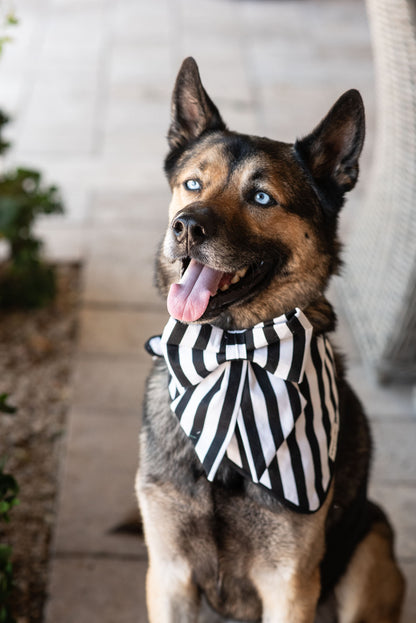 The Signature Classic Dog Harness