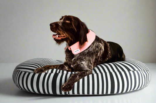 Chanel-Inspired Pink Peter Pan Dog Collar