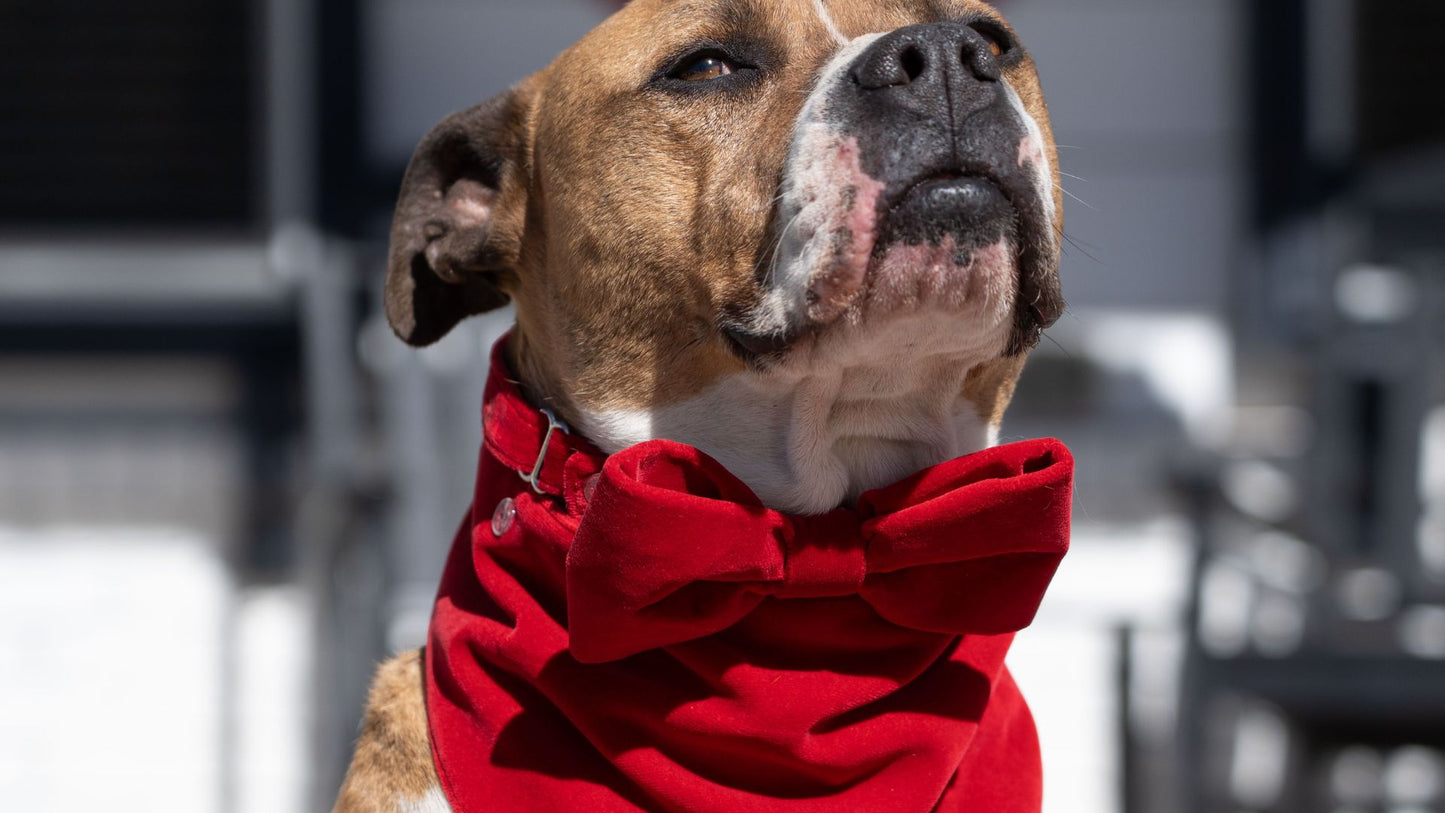Red Velvet Bandana