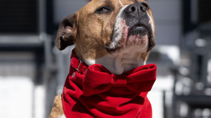 Red Velvet Bandana