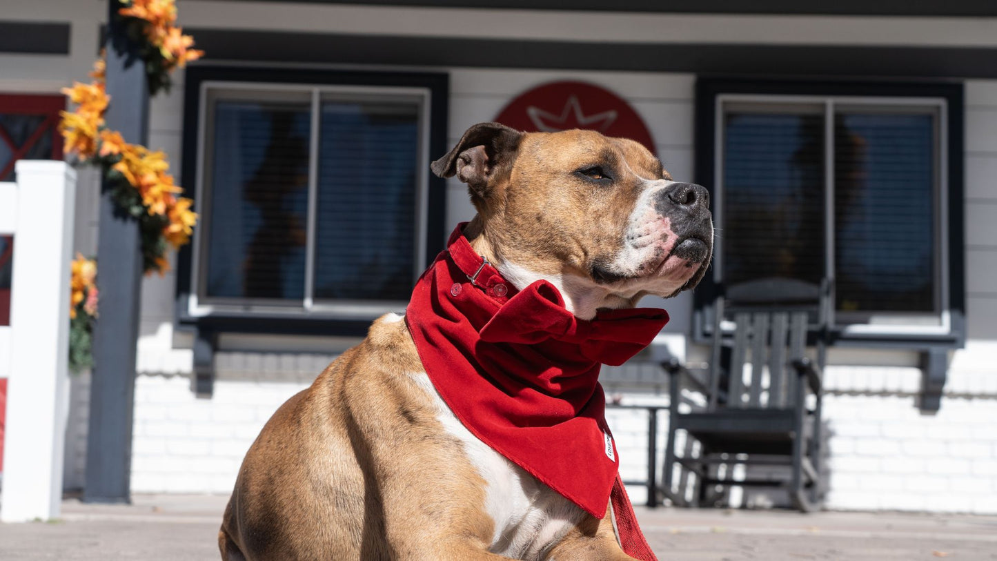 Red Velvet Bandana