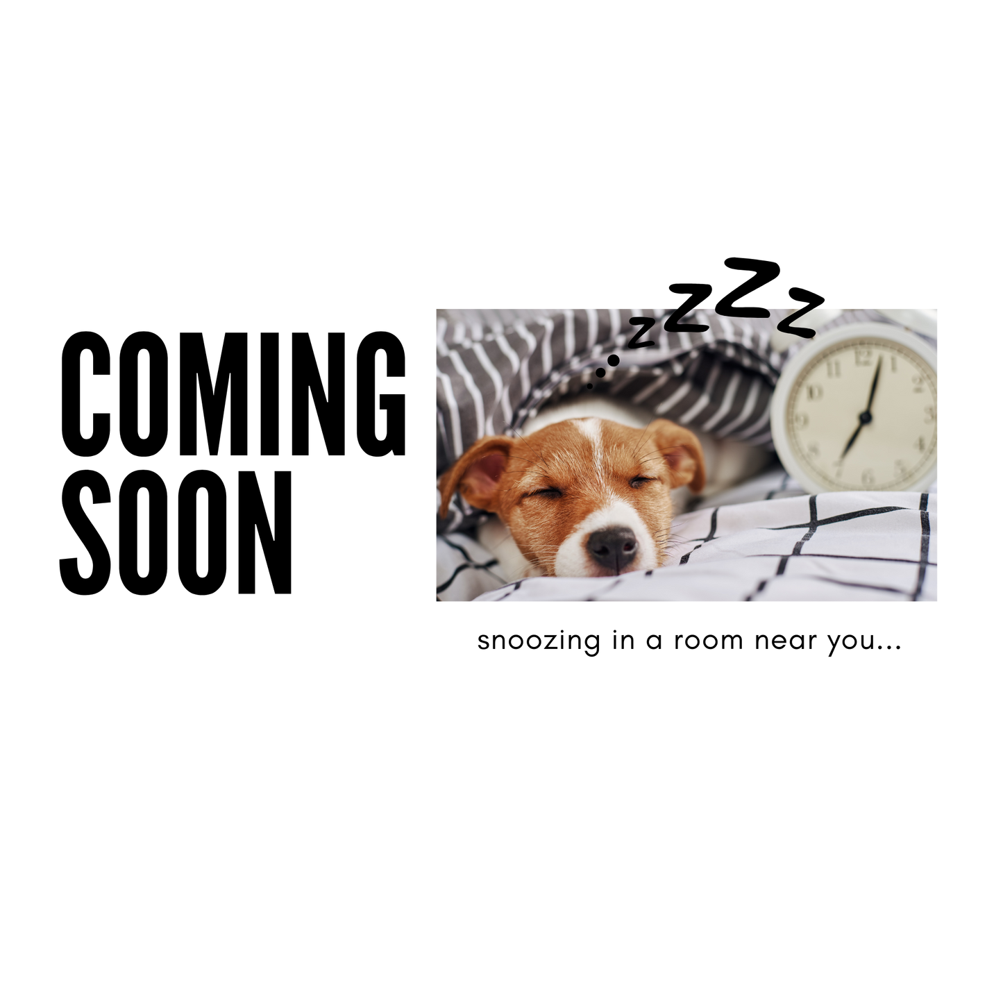 Dog Beds