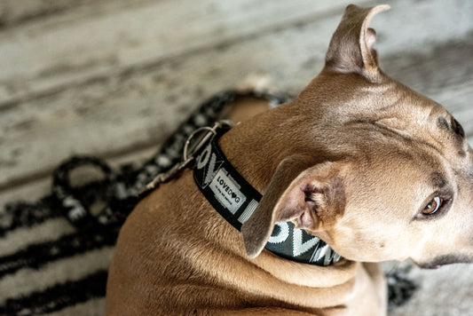 black and white dog collar with the words love in the webbing